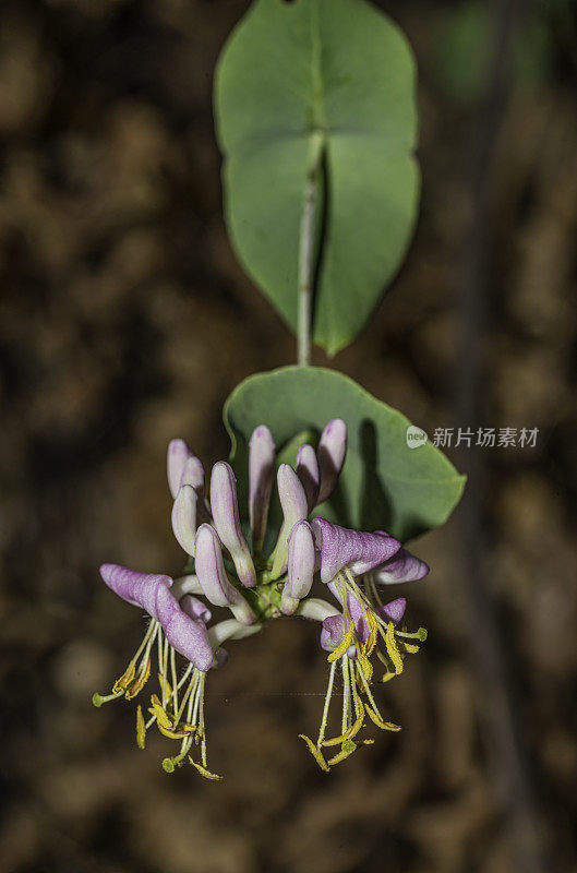 多年生藤本金银花(Lonicera hispidula)是金银花的一种，被称为粉红金银花，也被称为加州金银花。它是北美西海岸的一种低海拔林地灌木或藤本植物。Modini Mayacamas Preserve in the M